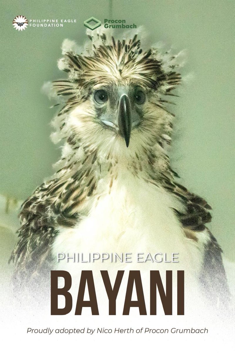 Czech Embassy in Manila tweet media