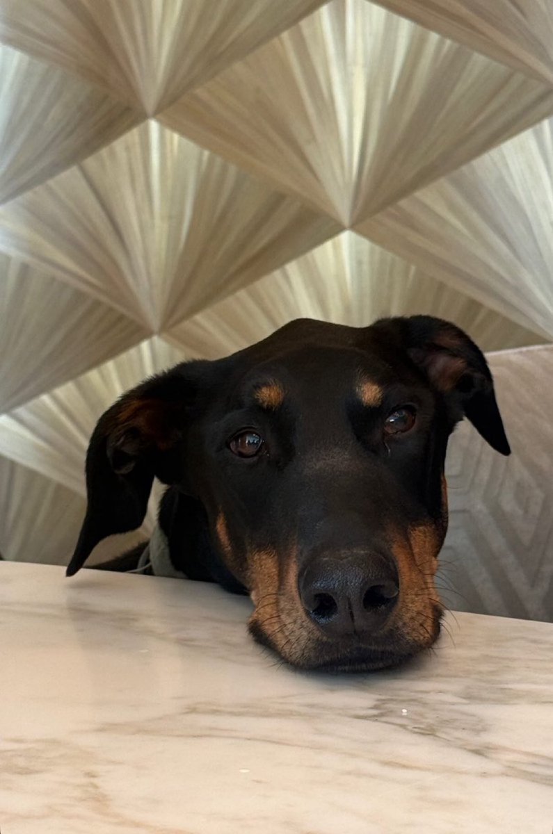 เป็นหมาที่หน้าตาจ๋องสุดๆ หน้าตาน่าสงสารมากแต่ความจริงคือเป็นคุณชายบ้านรวยแม่ตามใจสุดๆ พาไปอยู่เมืองนอกเมืองนา