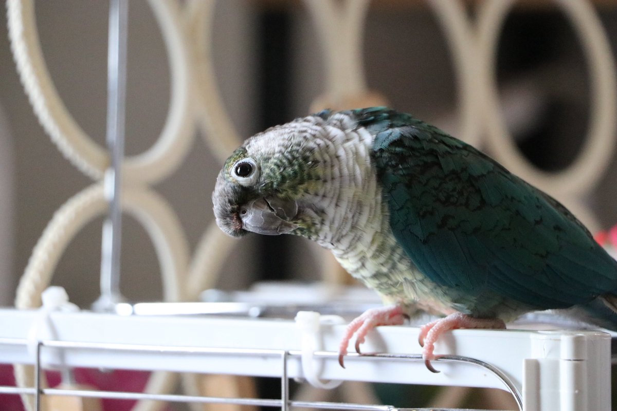 romi大佐(心を預かるクロスステッチ🕊️) tweet media