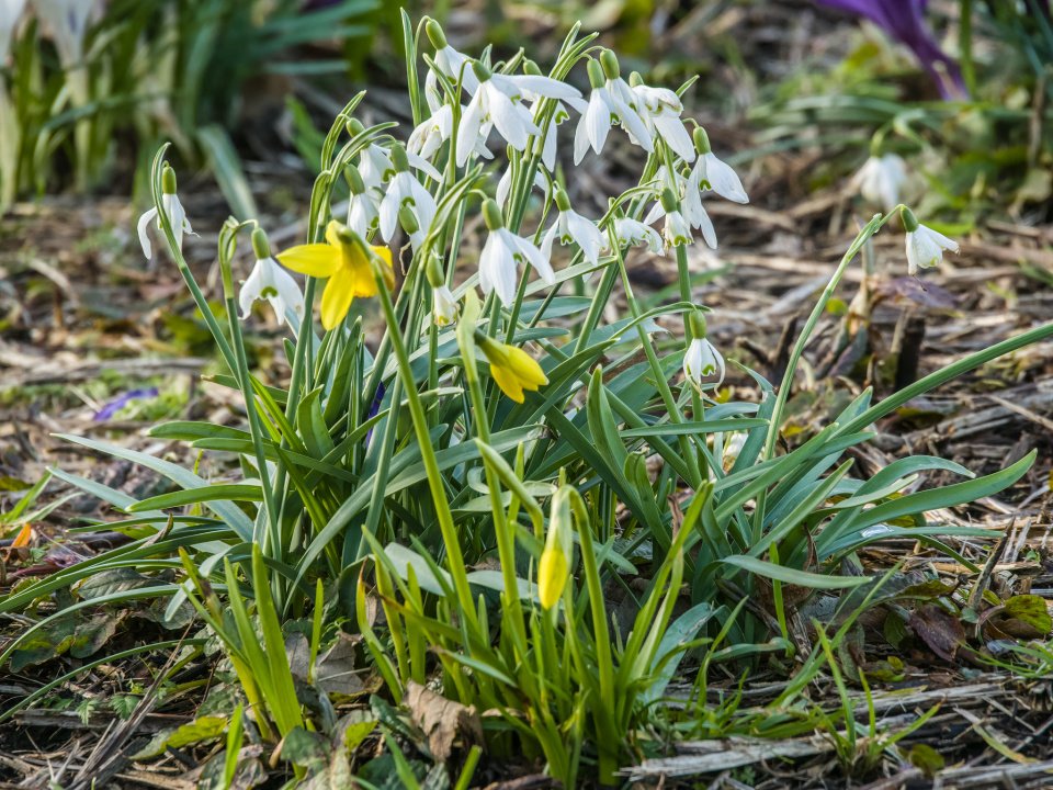 QSLandscaping's tweet photo. Spring is waking up the garden 🌼
Magnolia, narcissus and fresh shoots are appearing everywhere – the perfect time to get back outside. Our Head Gardener Tiziana shares her March gardening to-do list 🌱
Read the full tips: https://t.co/TRbZ0PwvSq🔗
#SpringGarden #GardeningTips https://t.co/PKTQOvsdUe
