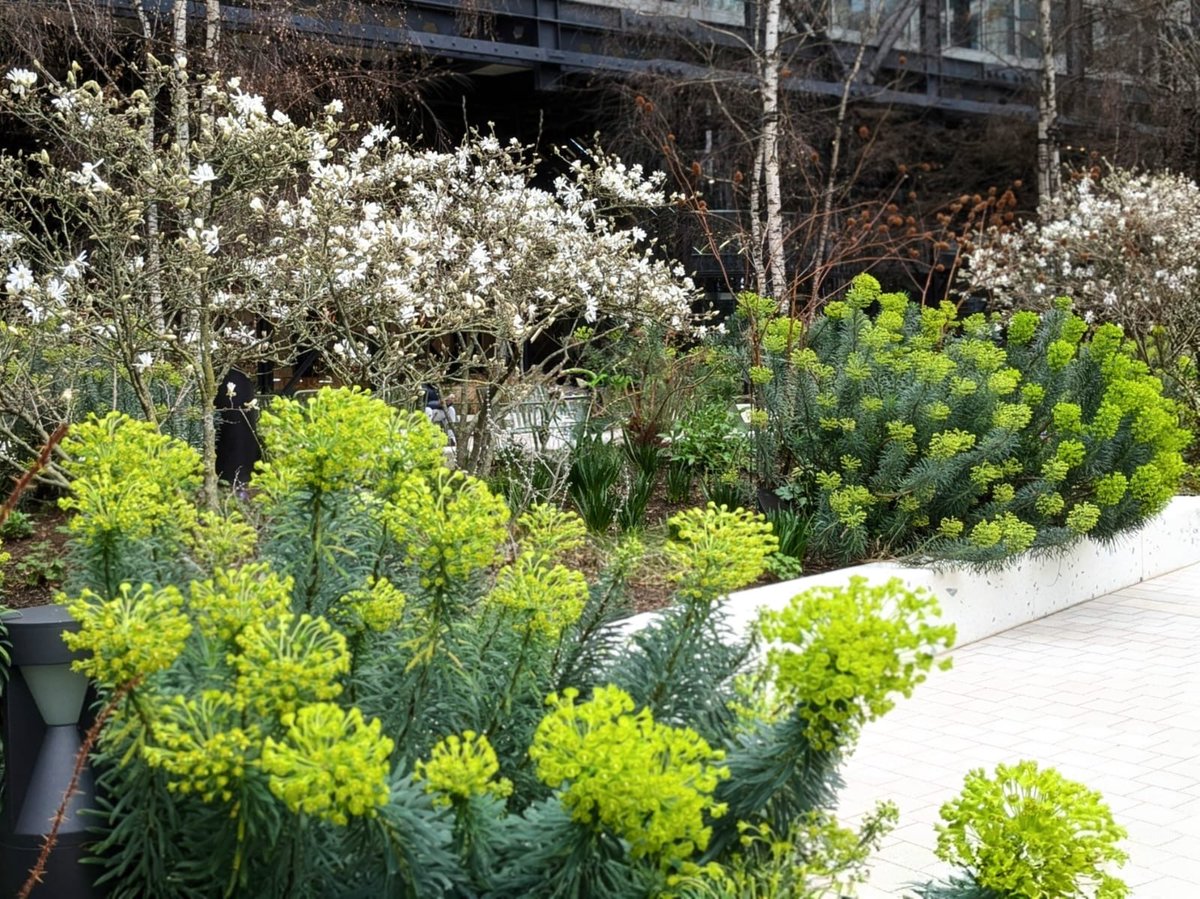 QSLandscaping's tweet photo. Spring is waking up the garden 🌼
Magnolia, narcissus and fresh shoots are appearing everywhere – the perfect time to get back outside. Our Head Gardener Tiziana shares her March gardening to-do list 🌱
Read the full tips: https://t.co/TRbZ0PwvSq🔗
#SpringGarden #GardeningTips https://t.co/PKTQOvsdUe