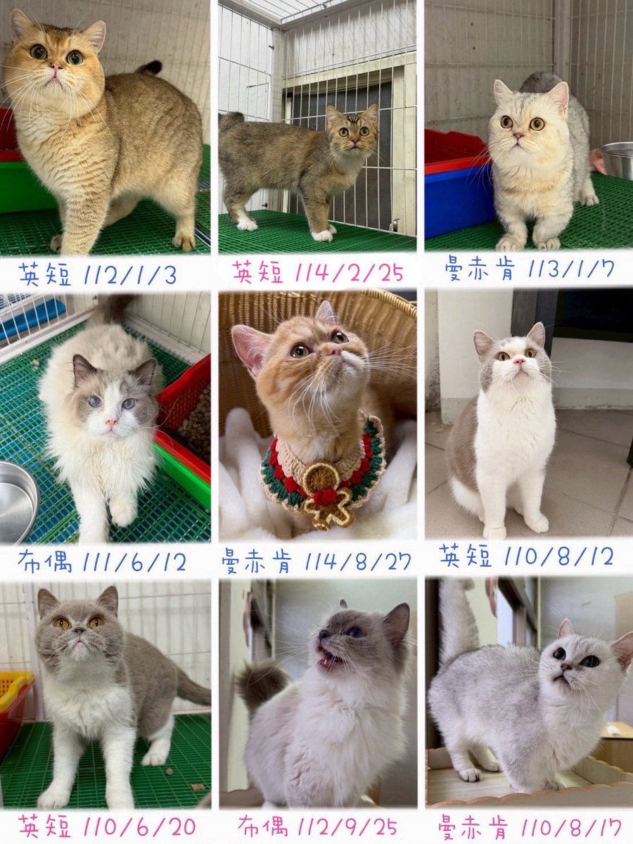有人想養貓咪嗎
朋朋的貓舍要收掉惹
幫貓貓們找個家
有看上眼的都歡迎問問🥺
下面還有五篇照片可以看