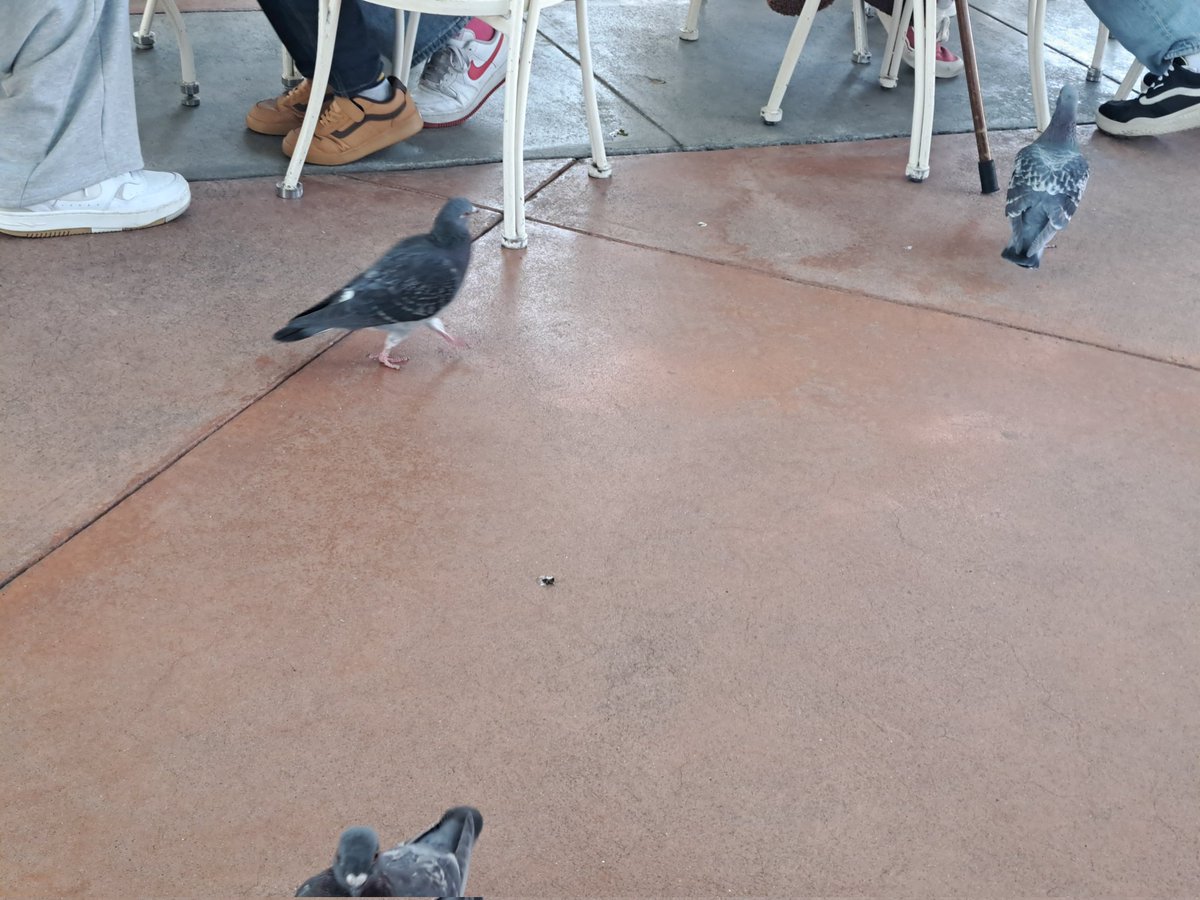 みた🍡 tweet media