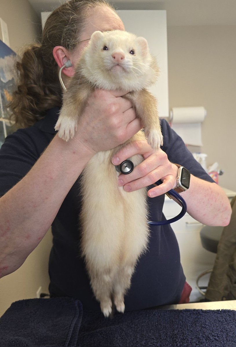 Ferret Zone tweet media