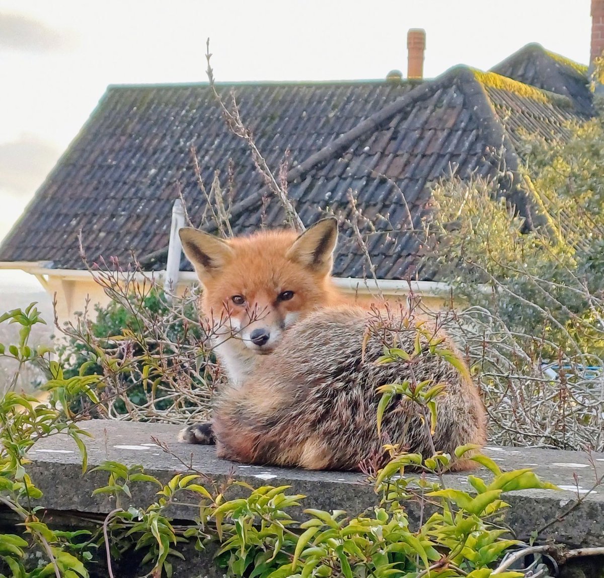 Chris Packham tweet media