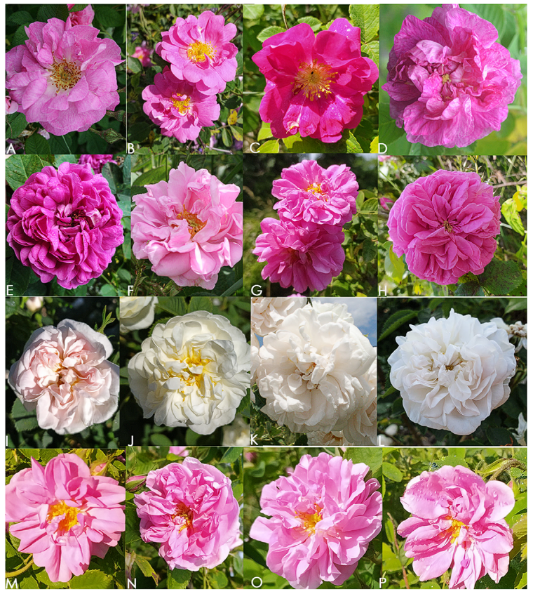 Plants_MDPI's tweet image. 🌹 Bulgaria's Damask rose: centuries of culture, now decoded at the DNA level.

SCoT markers reveal genetic clusters, hidden diversity &amp;amp; a mystery rose tied to Rosa gallica across 38 accessions.

🔗 Read more: brnw.ch/21x0DkU

#RosaDamascena #PlantGenetics #EssentialOils