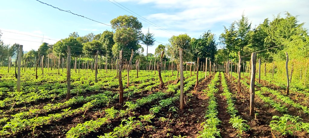 Wednesday 🌞 
Farm life 😍 
African Business 🌱 🌾 🚜
