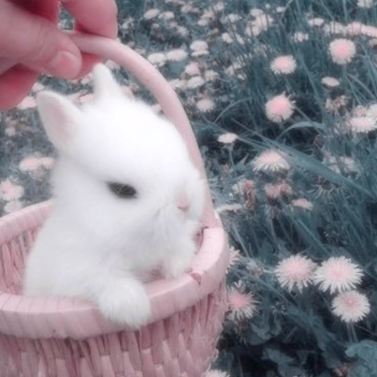 un conejito blanco