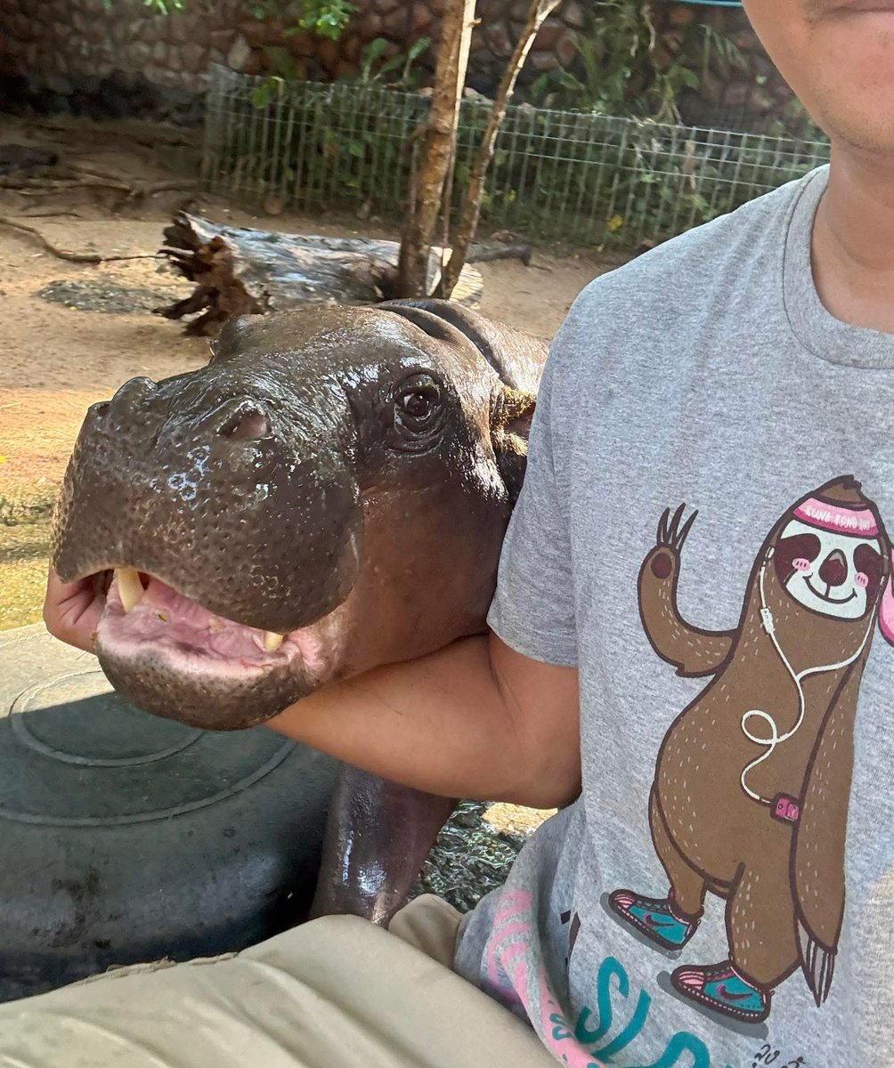 แค่ใส่เสื้อสลอธล้างบ่อ ดูทำหน้า #hippo #PygmyHippo #ขาหมูแอนด์เดอะแก๊ง #หมูเด้งเด้งกี่โมง #Moodeng #พี่ขาหมู #สวนสัตว์เปิดเขาเขียว