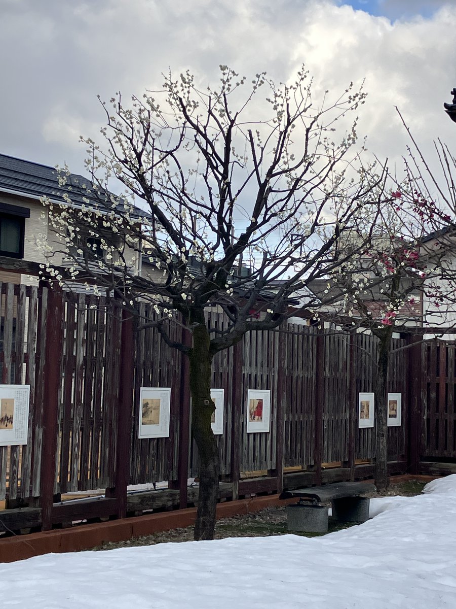 ポケットパークに梅の花が咲きました！
＃長岡市
＃河井継之助
＃河井継之助記念館