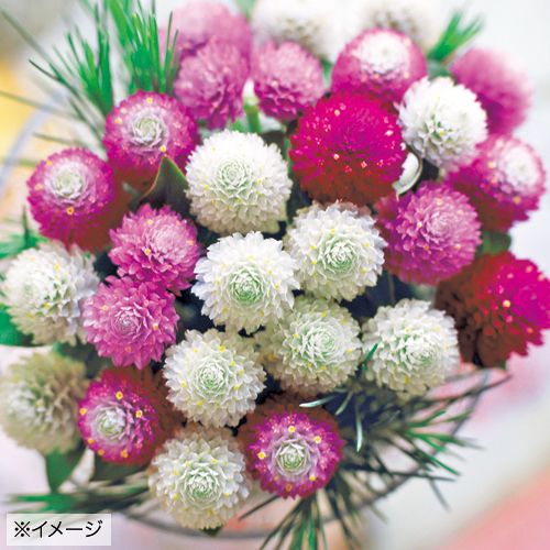 タネのタキイ通販🍅（公式） tweet media