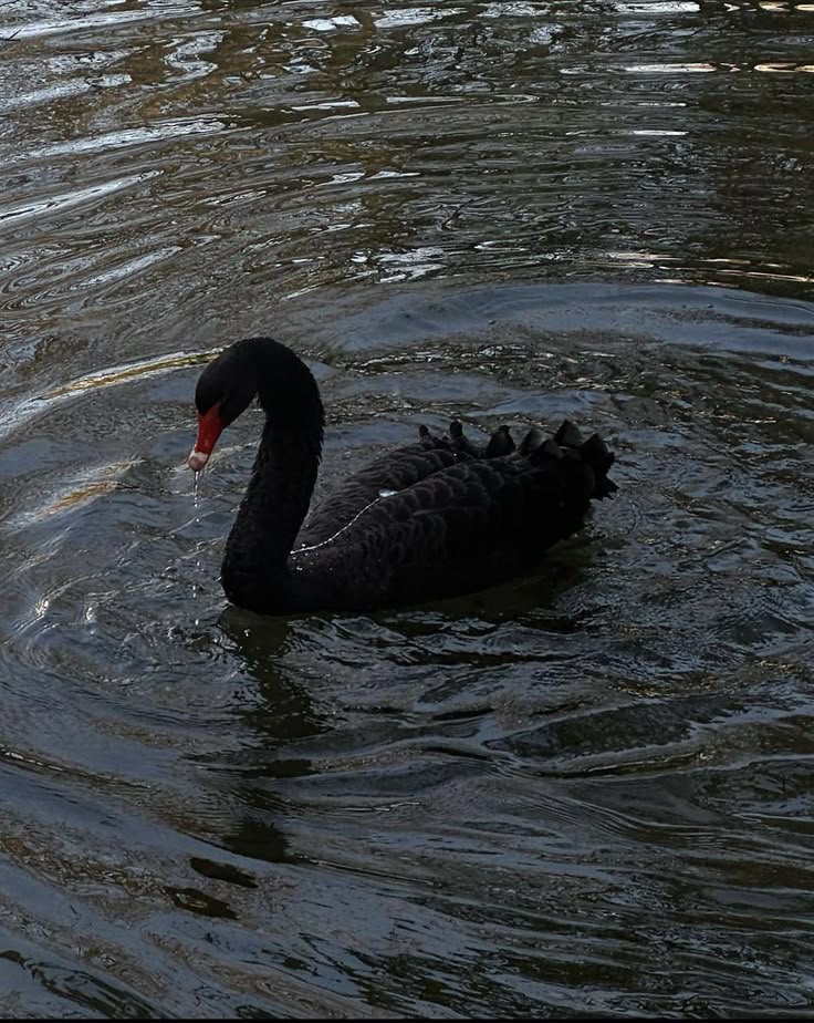 un cisne negro