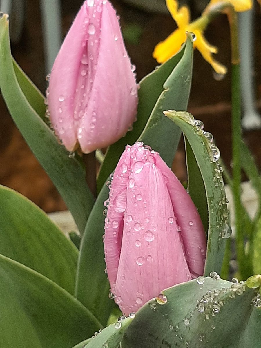 lynne chitty tweet media