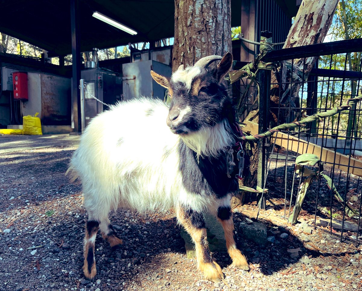 wildllama tweet media