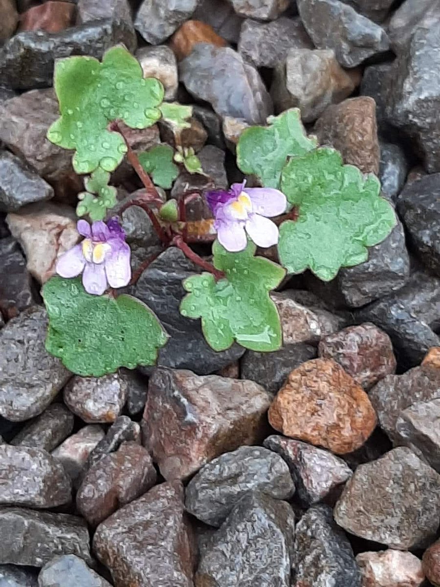 lynne chitty tweet media