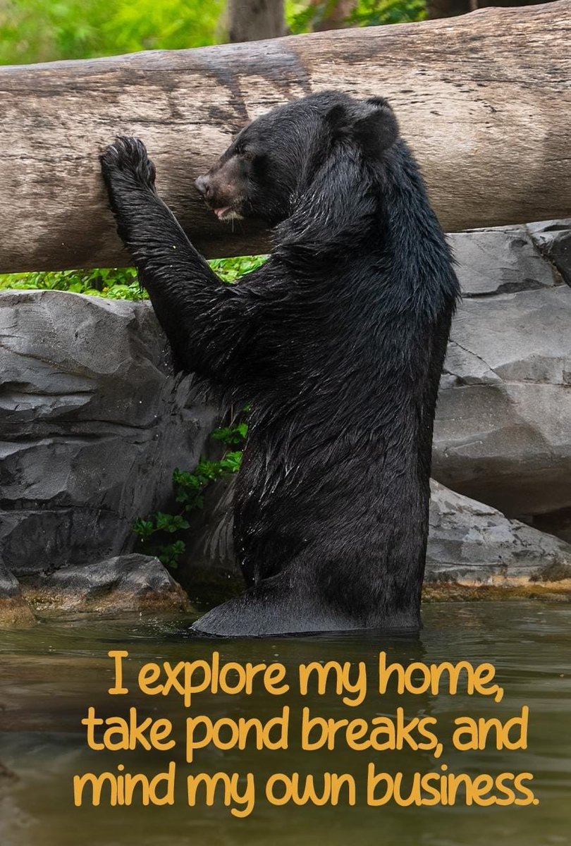 A safe future for wildlife begins here 🐘 #Vantara