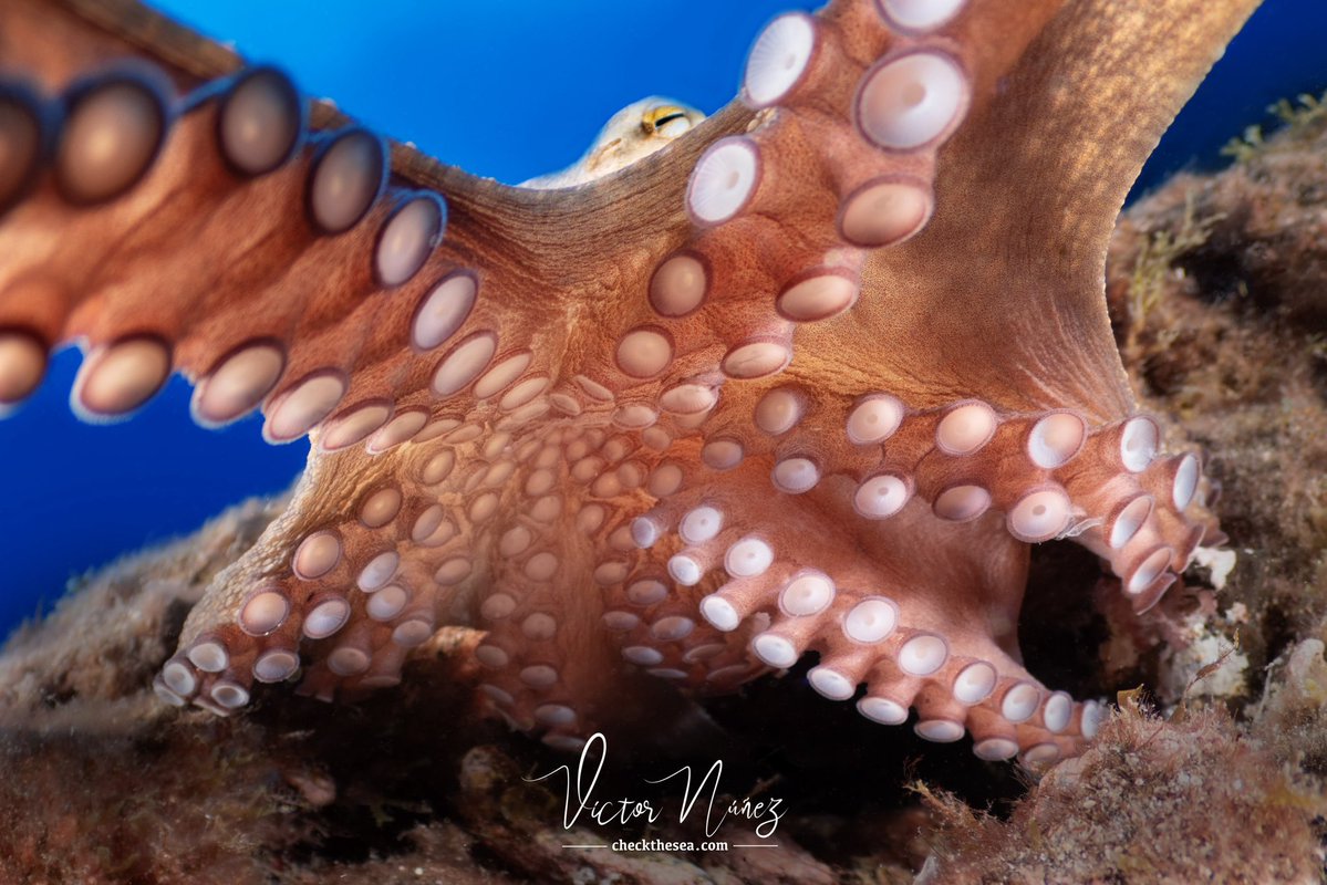 Check the Sea tweet media