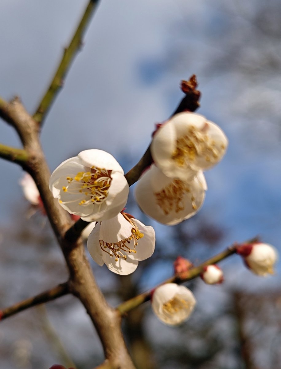 hitomihcx's tweet photo. Tenryu temple/天龍寺/2026.03.07
#Kyoto #京都 #arashiyama #嵐山
#TenryuTemple #天龍寺
#NearbyTemple #近所の寺
#WorldHeritage #世界遺産
#NearbyWorldHeritage #近所の世界遺産
#PlumBlossom #梅 https://t.co/pE4YW23Wqw