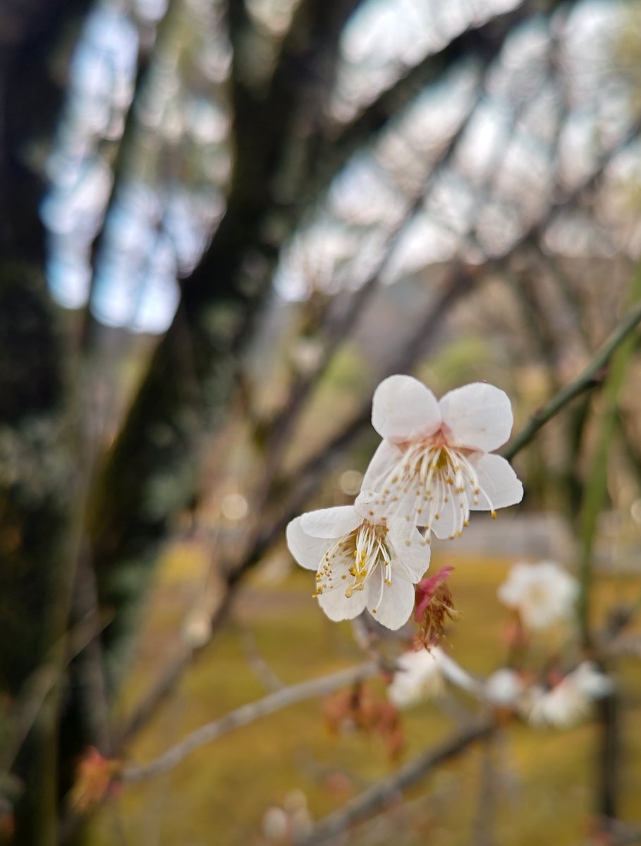 hitomihcx's tweet photo. Tenryu temple/天龍寺/2026.03.07
#Kyoto #京都 #arashiyama #嵐山
#TenryuTemple #天龍寺
#NearbyTemple #近所の寺
#WorldHeritage #世界遺産
#NearbyWorldHeritage #近所の世界遺産
#PlumBlossom #梅 https://t.co/pE4YW23Wqw