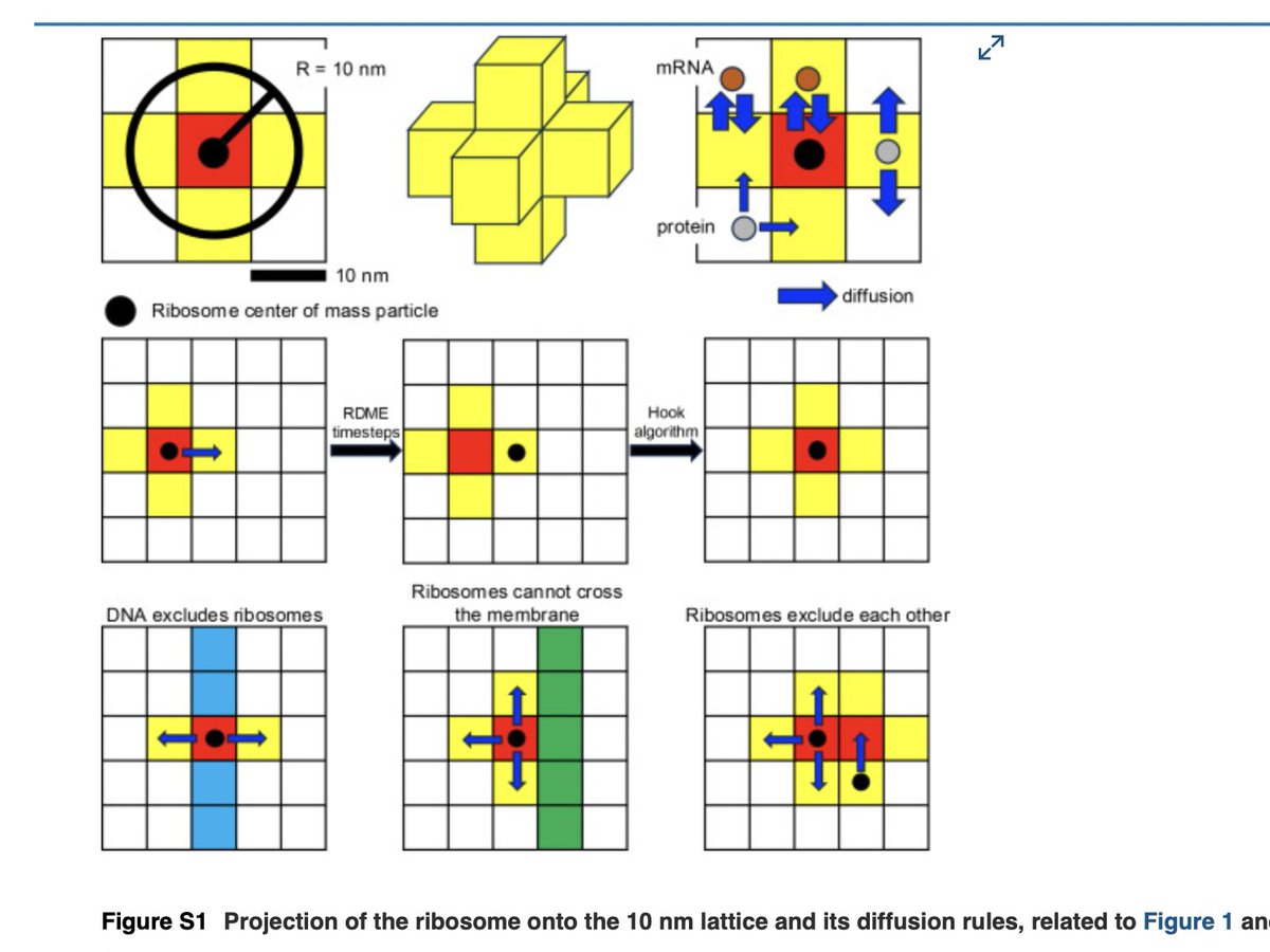 Peter Godfrey-Smith tweet media