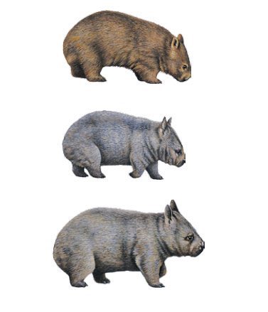 まずウォンバットには3種類いるのをご存知でしょうか？👀 上から、ヒメ