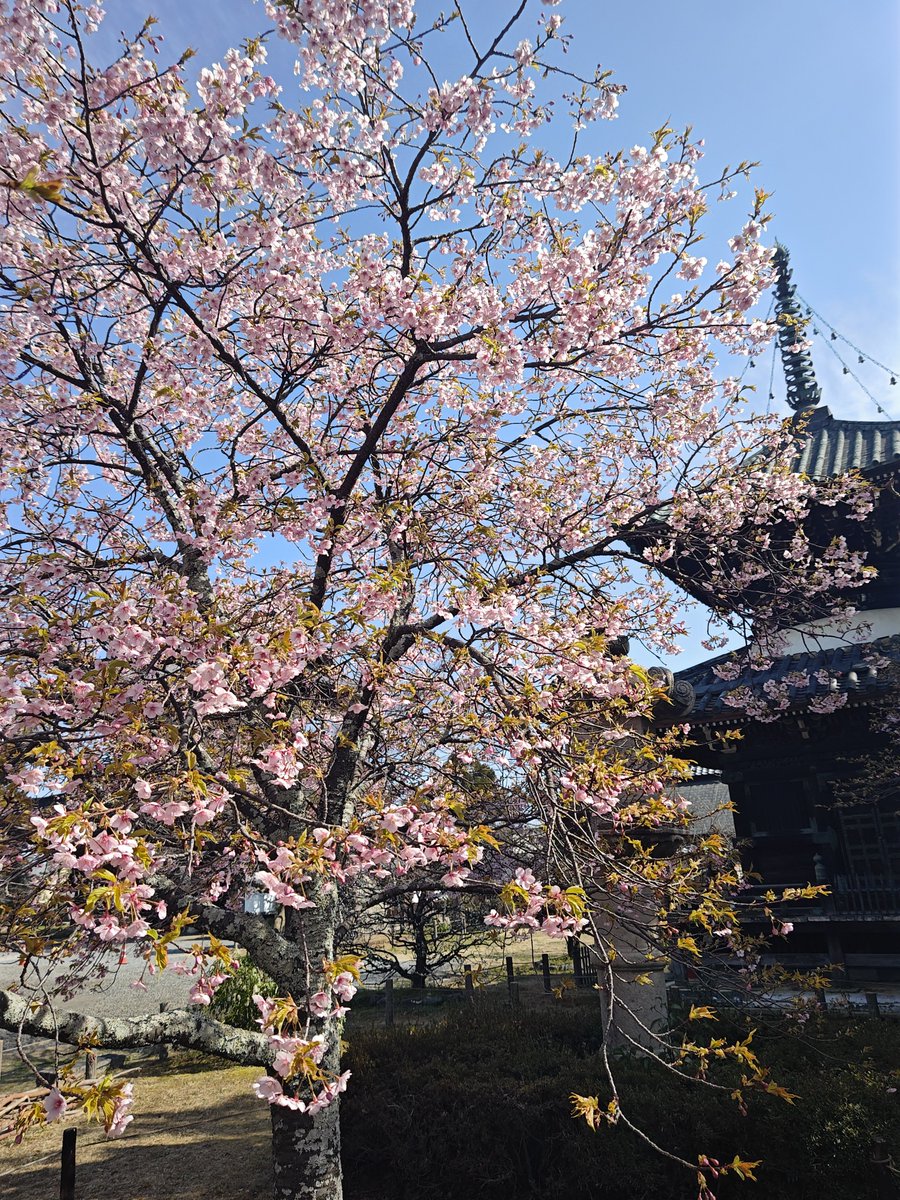 hitomihcx's tweet photo. Seiryoji Temple/清凉寺/2026.03.11
#Kyoto #京都 #arashiyama #嵐山
#Seiryoji #清凉寺
#Sagasyakado #嵯峨釈迦堂
#NearbyTemple #近所の寺
#PlumBlossom #梅
#GempeiPlum #源平梅
#CherryBlossoms #桜
#KawazuCherryBlossoms #河津桜 https://t.co/jQqZZRPmqZ