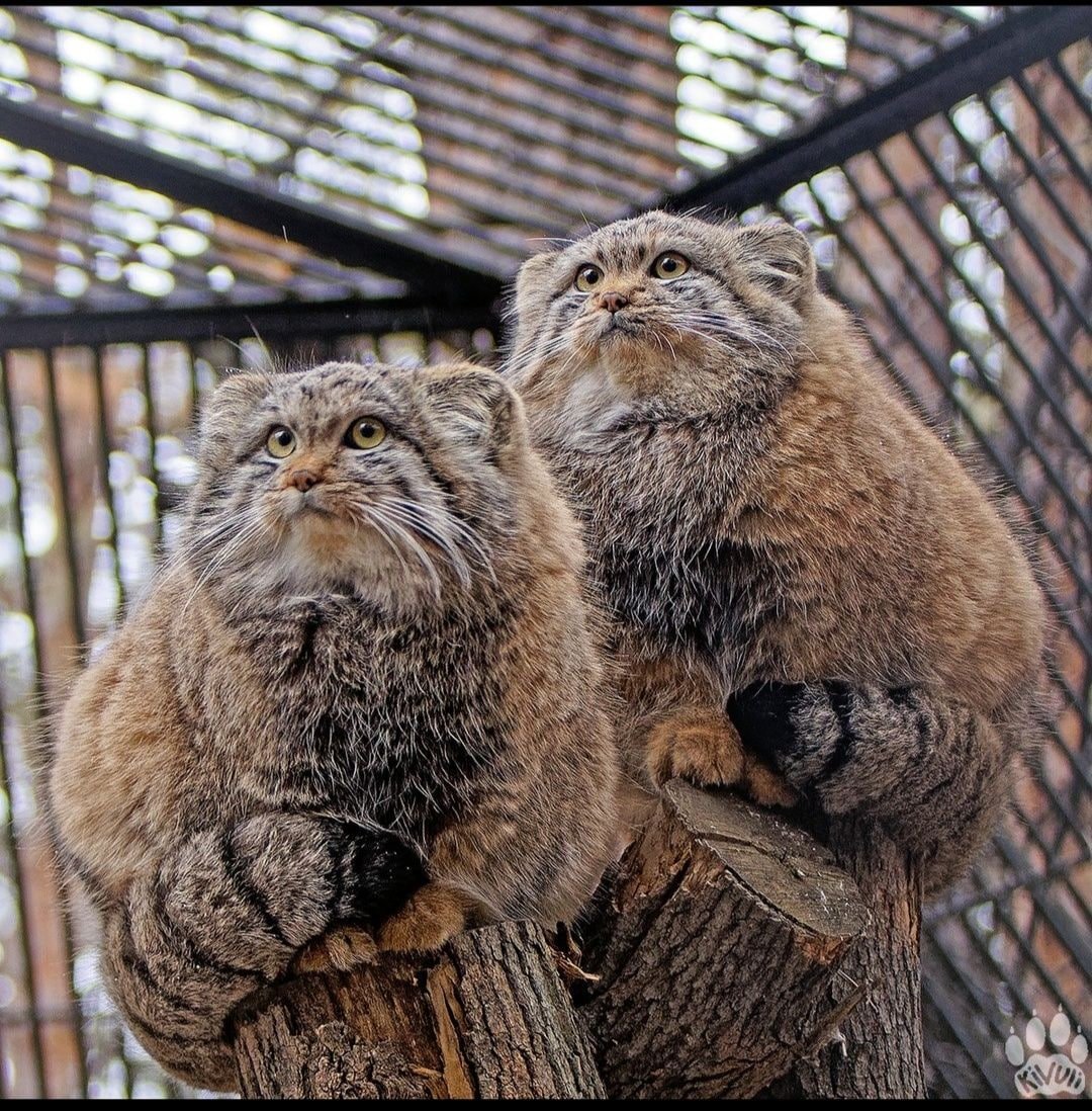 Frohen #ManulerMittwoch!