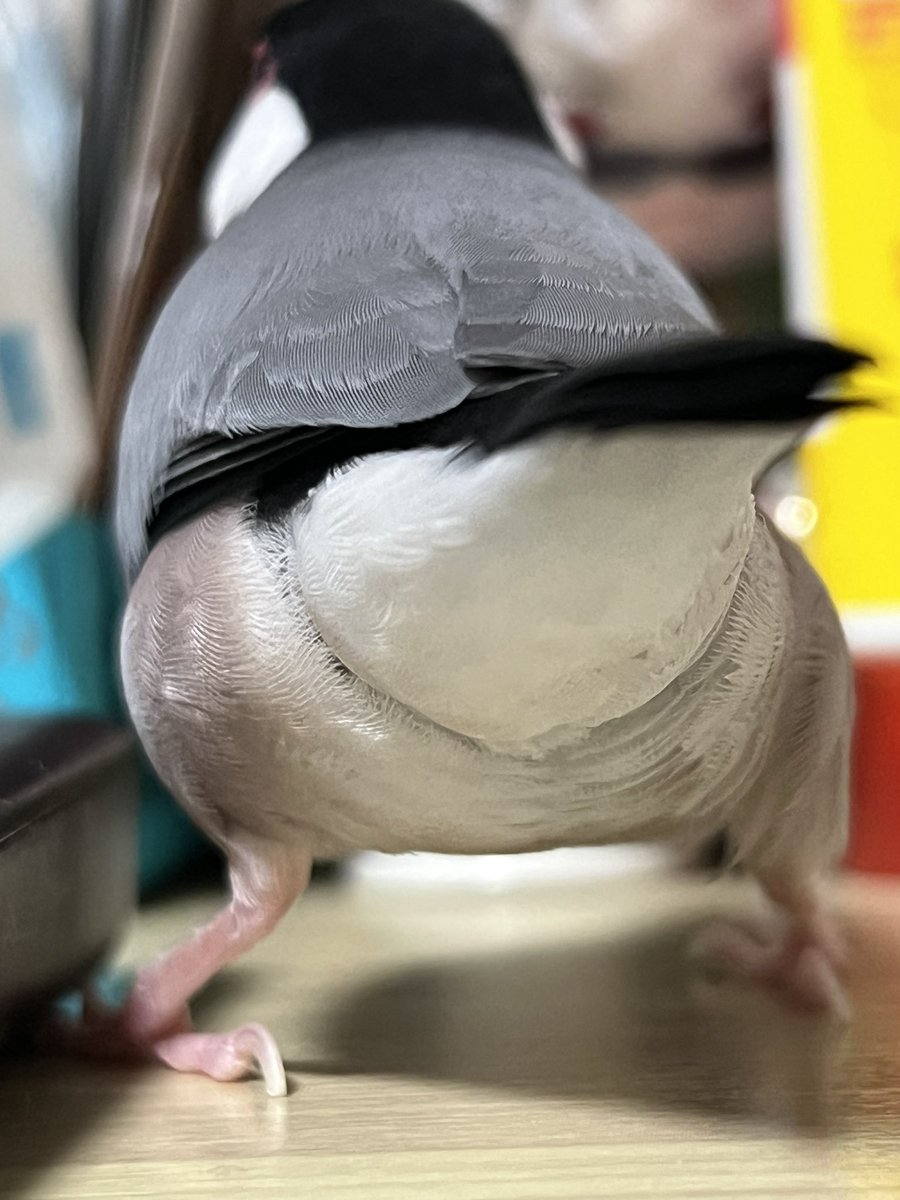 buncho_ume's tweet photo. 文鳥のｹｯﾂも可愛いんだよ https://t.co/yy6H5cuJOk