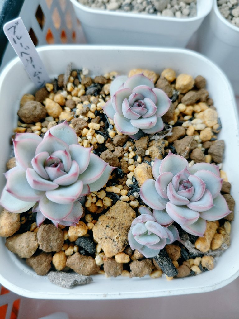 ぱっちゅーた tweet media