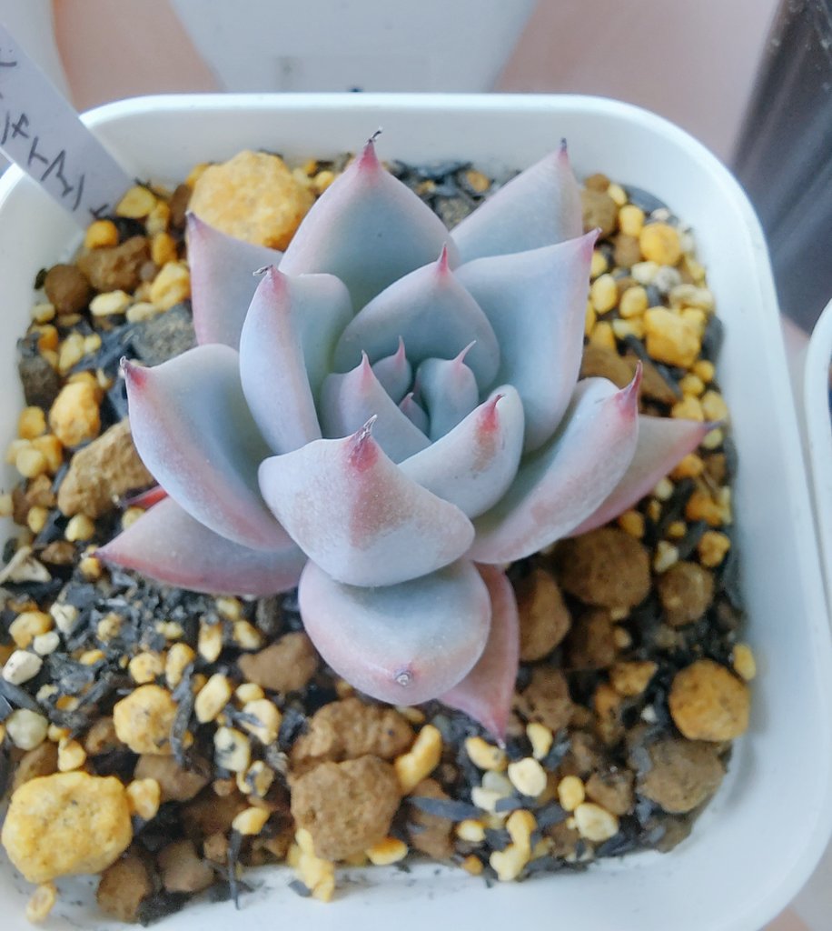 ぱっちゅーた tweet media