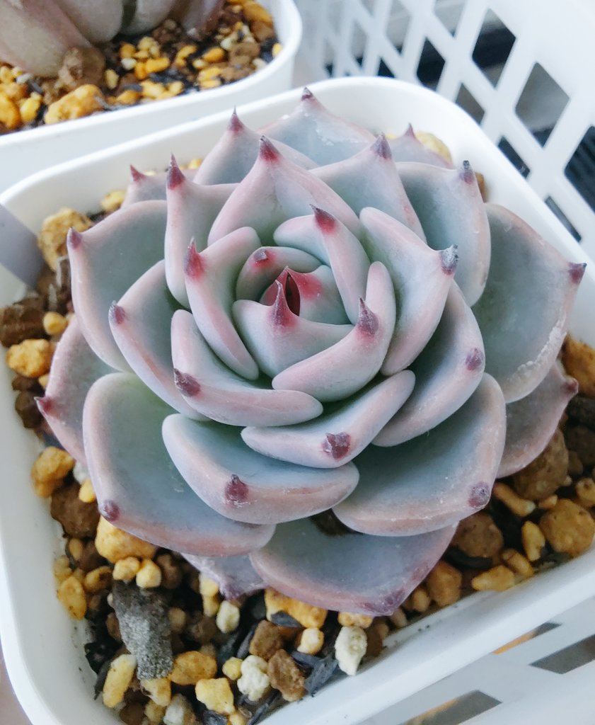 ぱっちゅーた tweet media