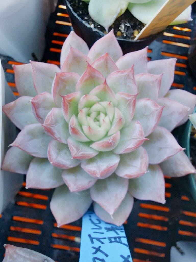 ぱっちゅーた tweet media