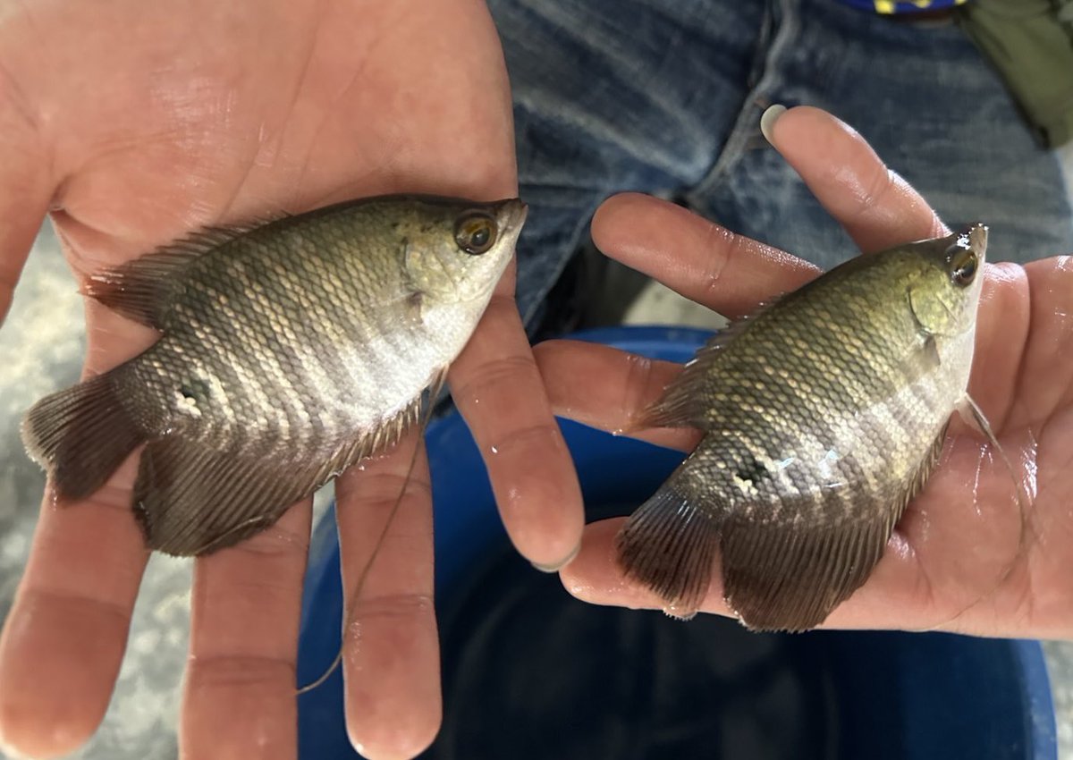 トロピカルフィッシュ Just another WordPress site│DORY Fishing Guide Service