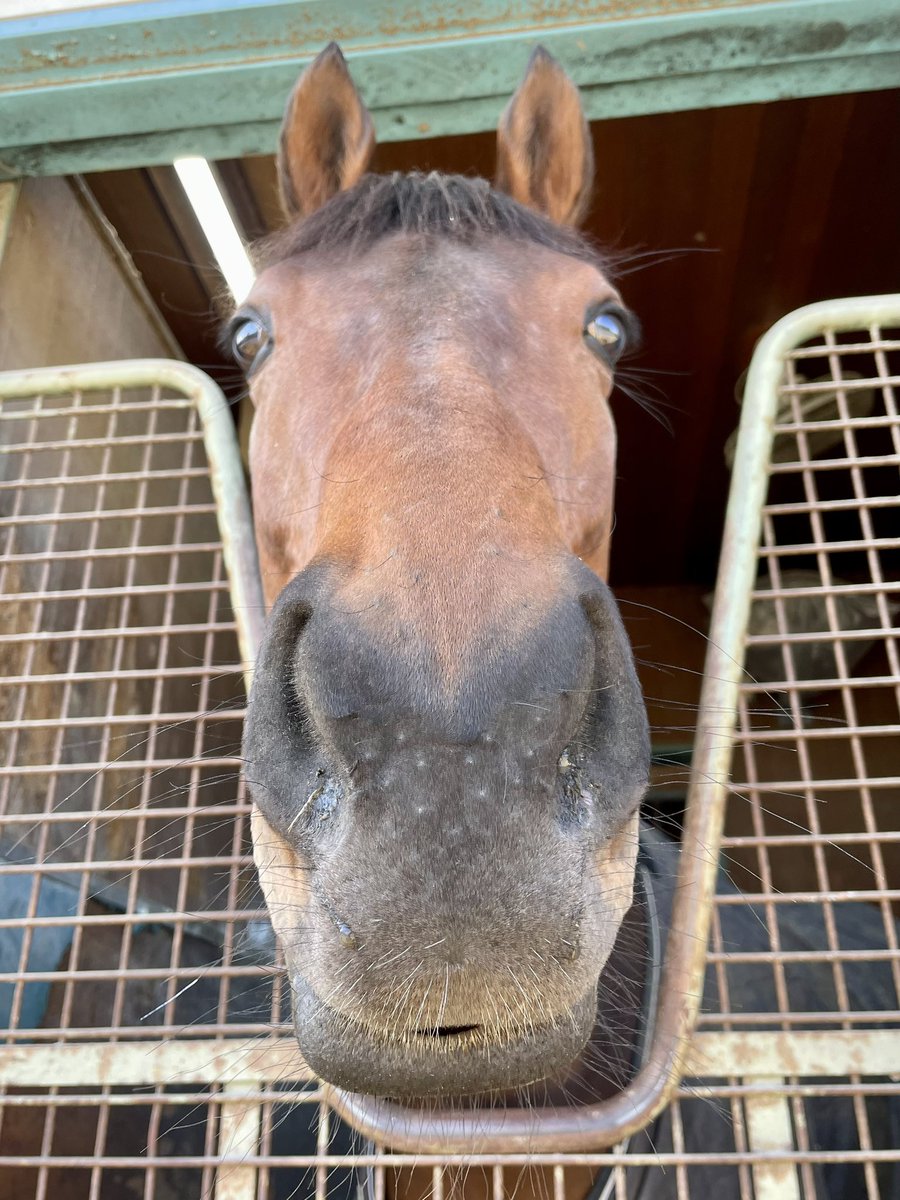 ami_nsym's tweet photo. ニシノティアモが帰ってきました。

ティアちゃんおかえり！
中山牝馬ステークスおつかれさま！

無事に帰ってきてくれてありがと。

ティアちゃんの秘密ですが、
よく、ちょっとだけ口があいています。

#ニシノティアモ https://t.co/WcG5vxgphT