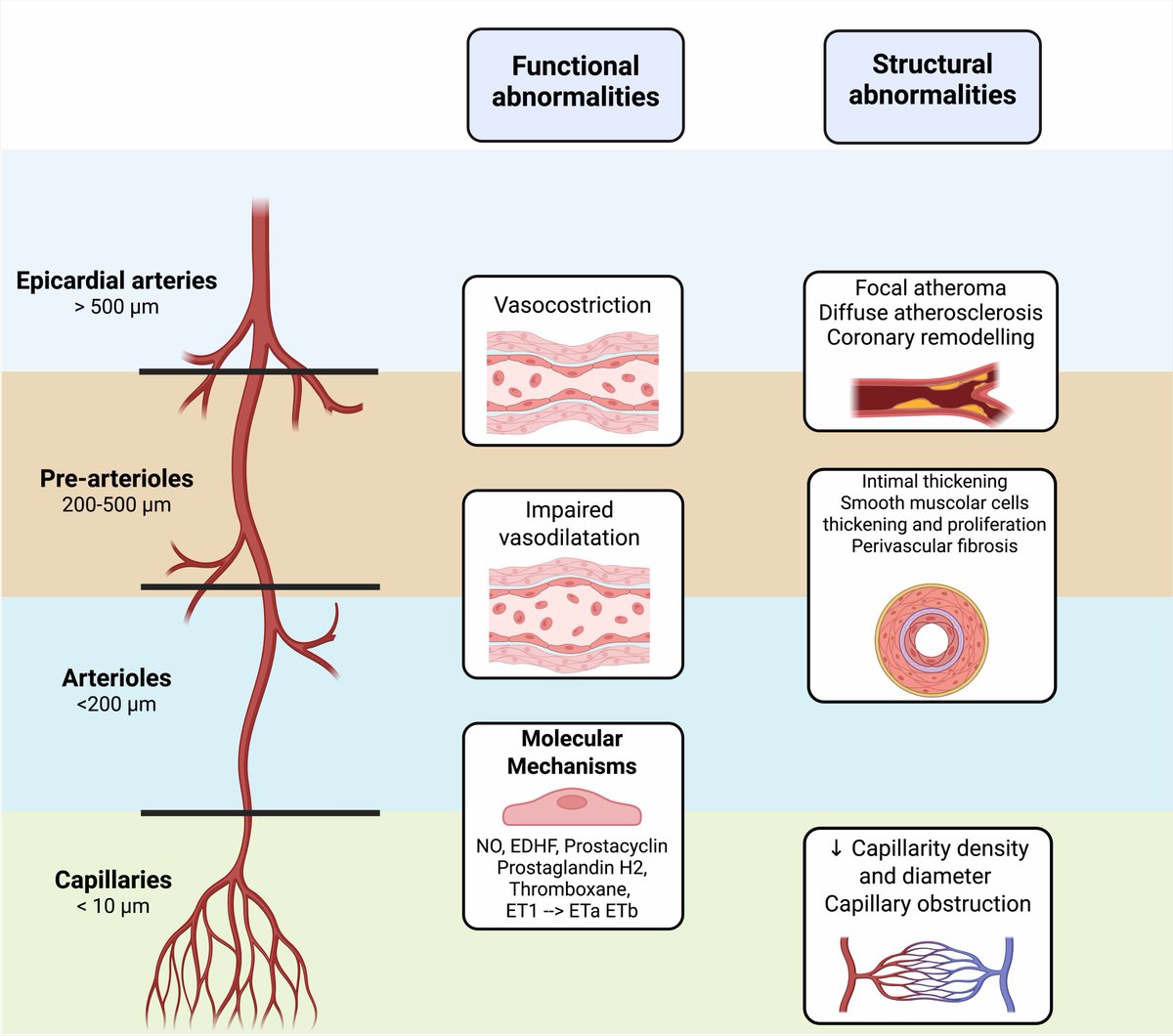 Reviews in Cardiovascular Medicine tweet media