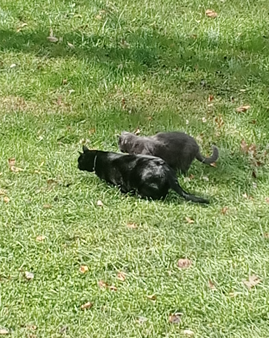 J. Hali Steele tweet media