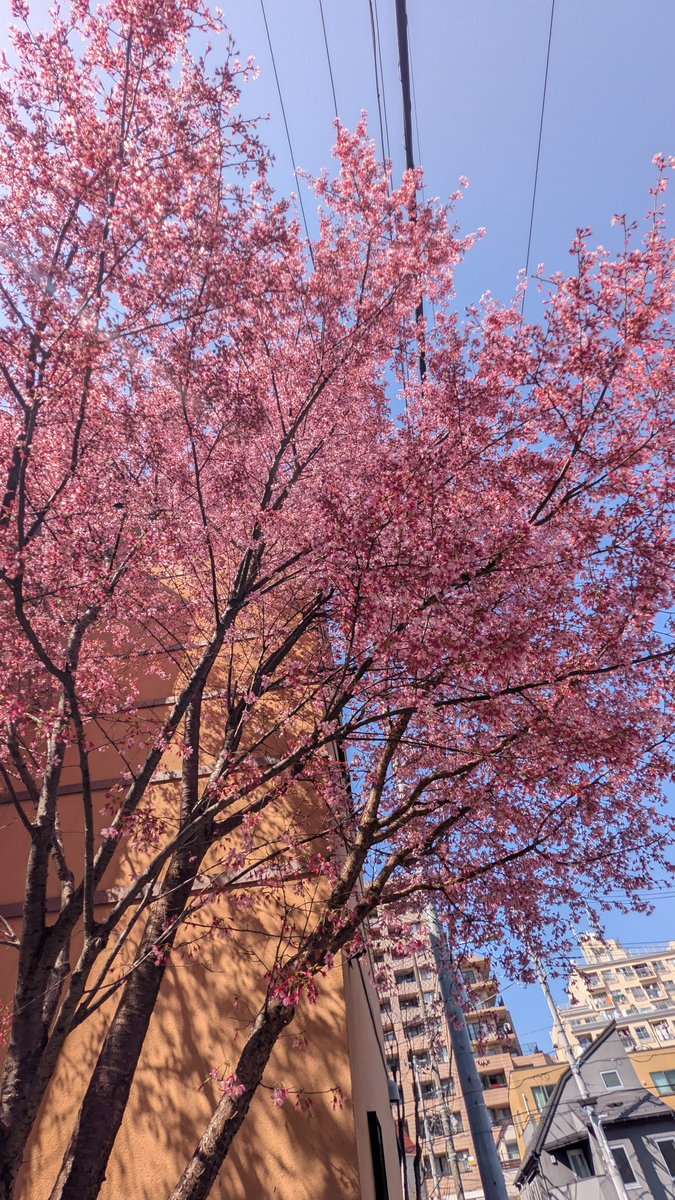 暗素研 tweet media