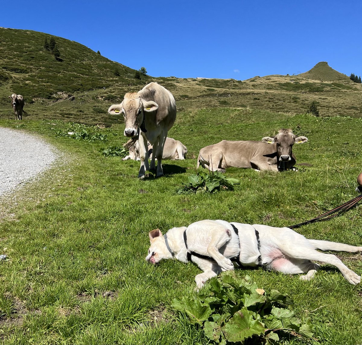 Dr. A.Mitra MS, PhD 🇺🇸🇨🇭 🇺🇸 🇮🇳 tweet media