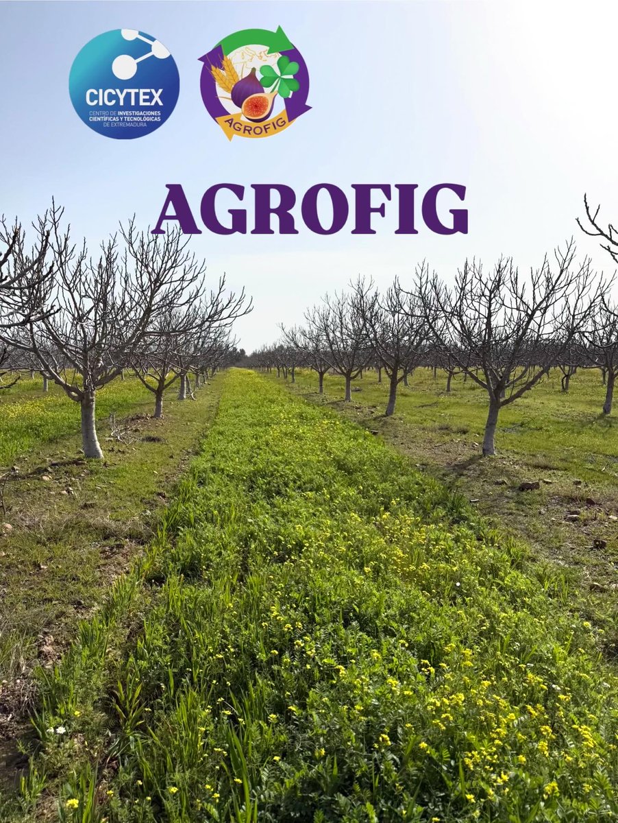 AGROFIG PRIMA tweet media