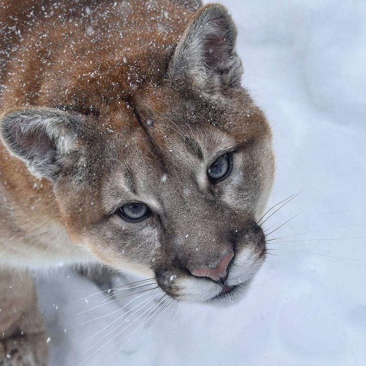 me da todas las vibes de un puma no sé pq