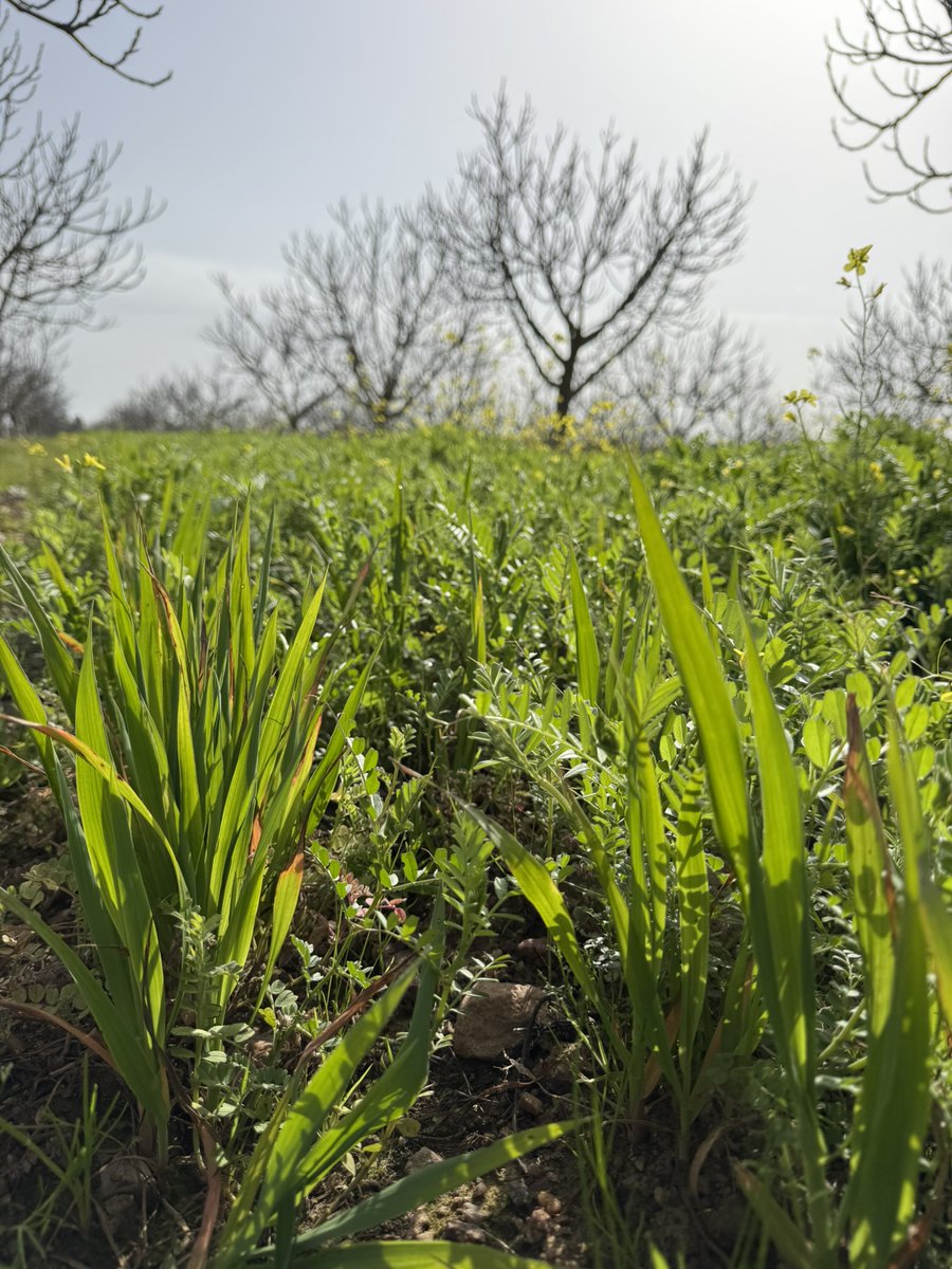 AGROFIG PRIMA tweet media