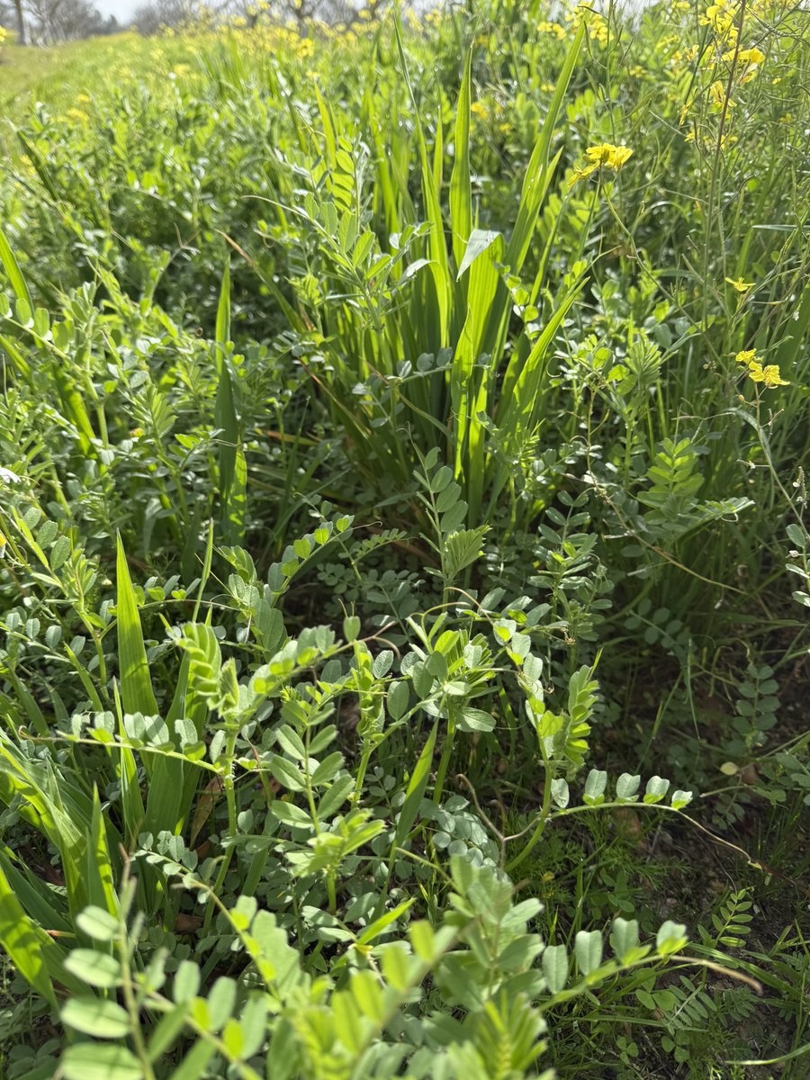 AGROFIG PRIMA tweet media