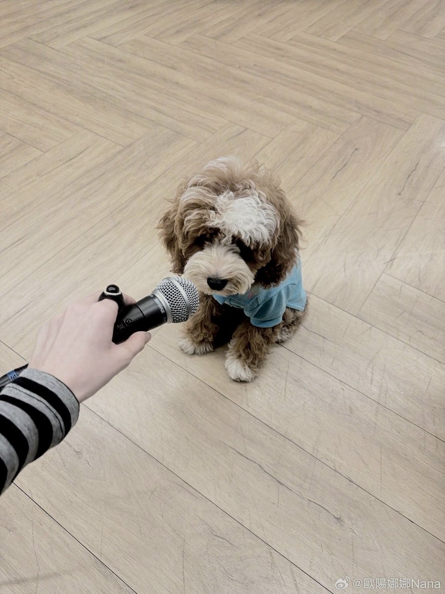 Pandansekar. tweet media