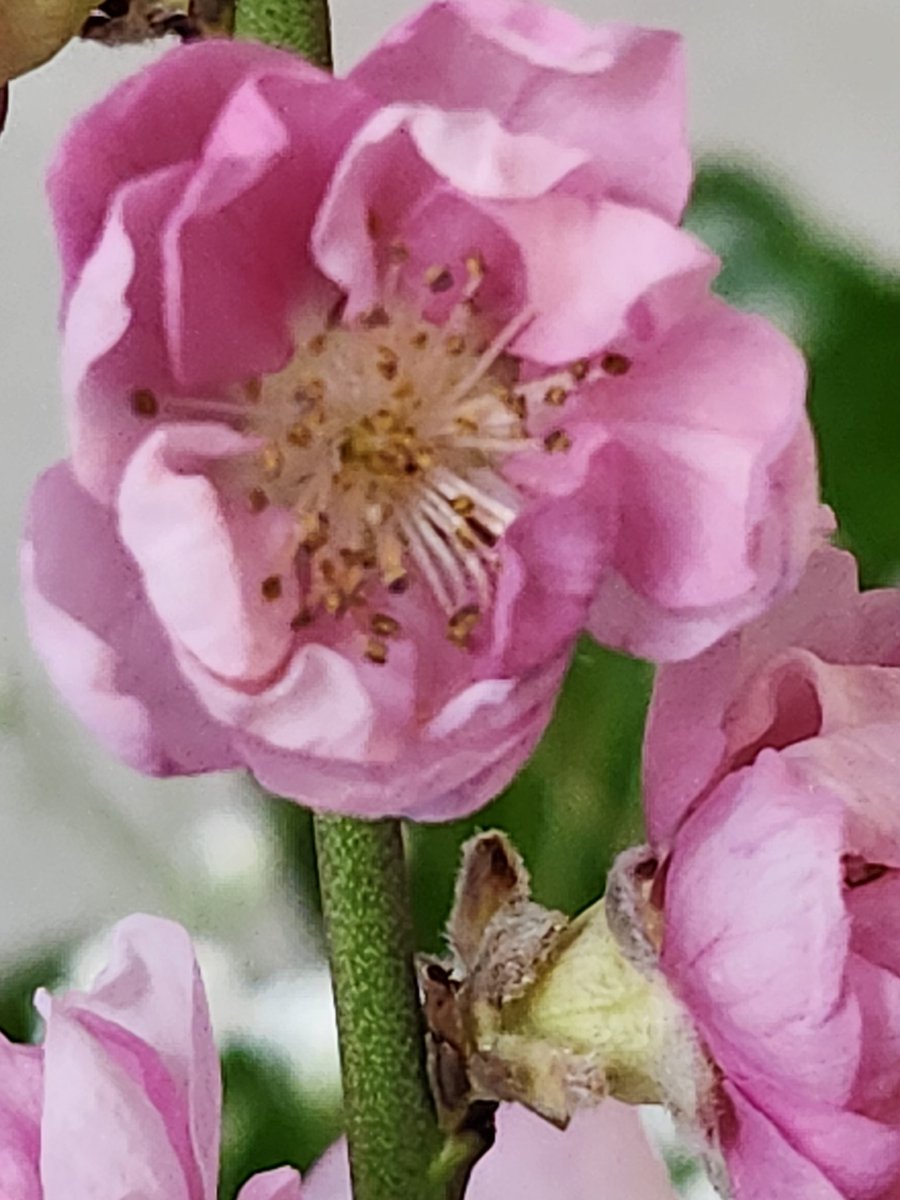 はなはな tweet media