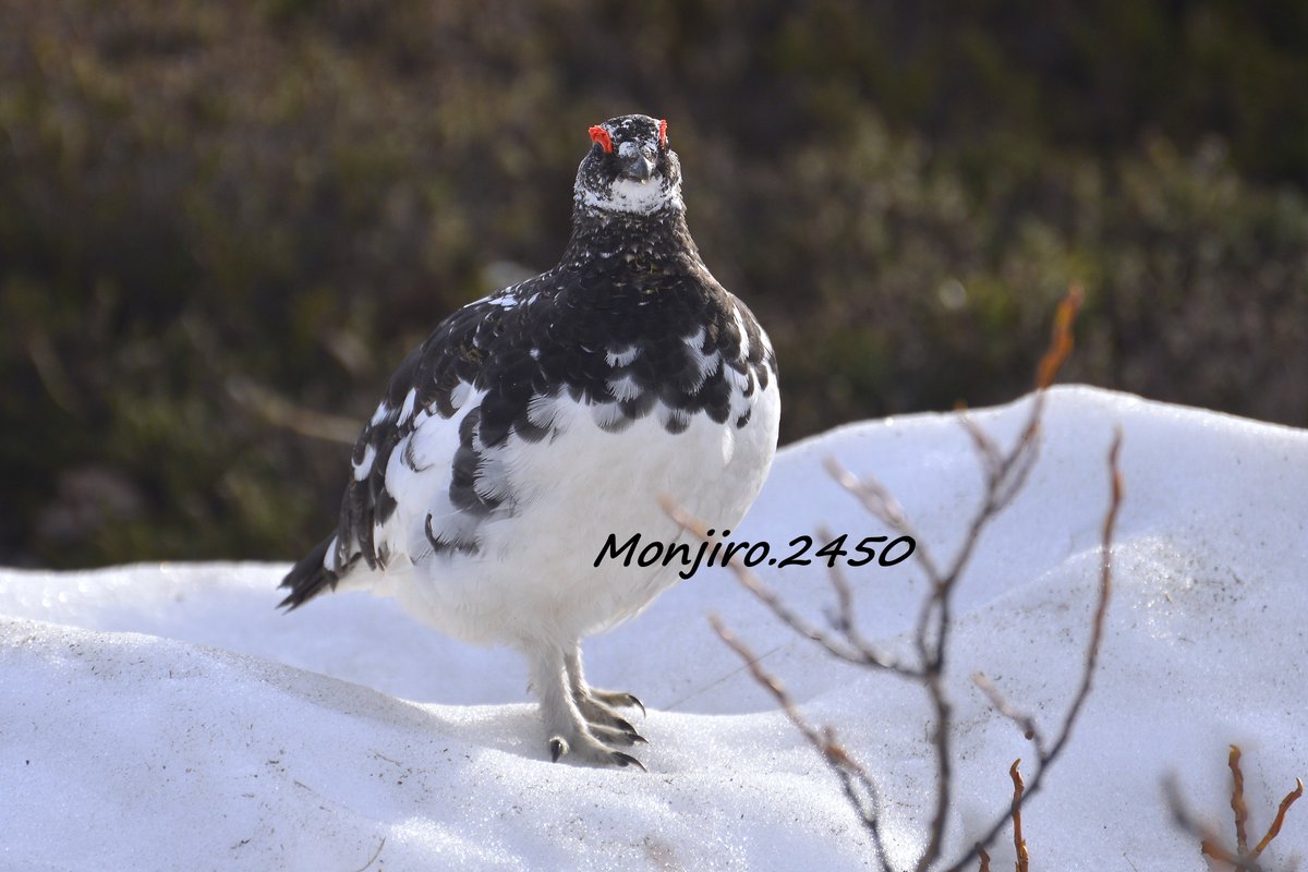 堂々としたオスライチョウ🐦 
春羽になると すっかり足のモフモフも無くなりスッキリ💫