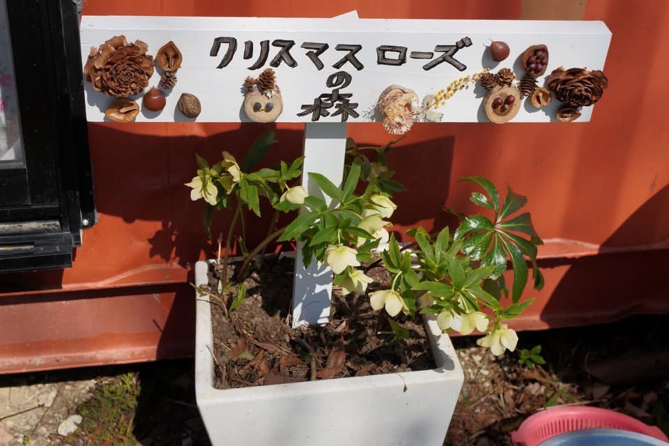 Morrow_M's tweet photo. 今日の祈祷会終了後、教会の皆さんと常滑市にある「クリスマスローズの森」に行って来ました。たくさんのクリスマスローズが地植えされており、壮観でした。
#クリスマスローズの森 
#愛知県常滑市 
#クリスマスローズが好き https://t.co/rqb3jqAiYA