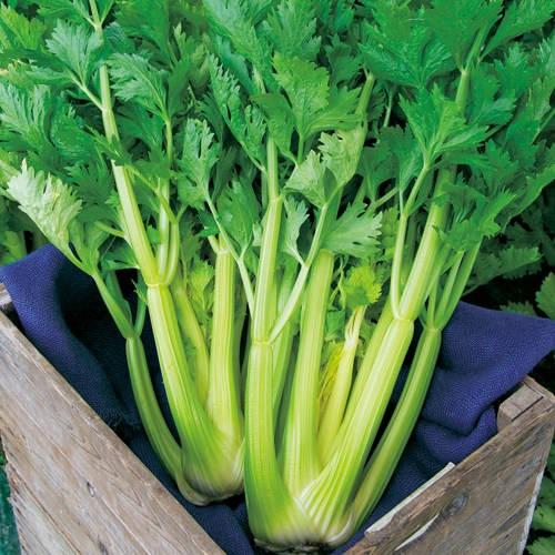 タネのタキイ通販🍅（公式） tweet media