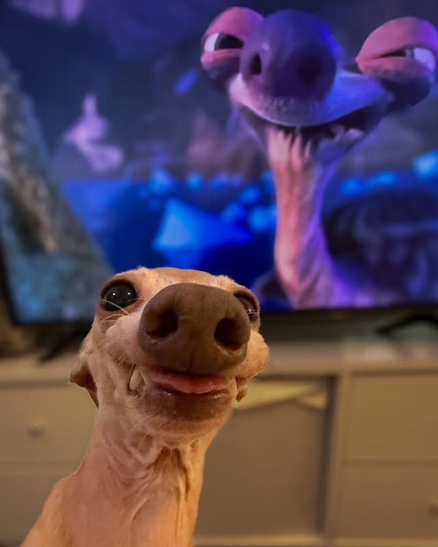 AcervoCharts's tweet photo. Cachorro viraliza por lembrar a “Vovó Preguiça” do filme A Era do Gelo. https://t.co/T0poIuhgYZ