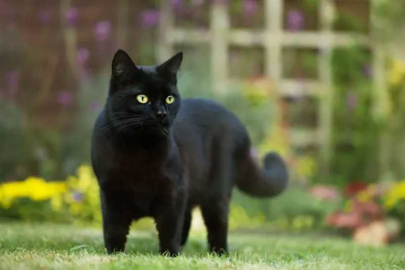 Chat et Compagnie tweet media