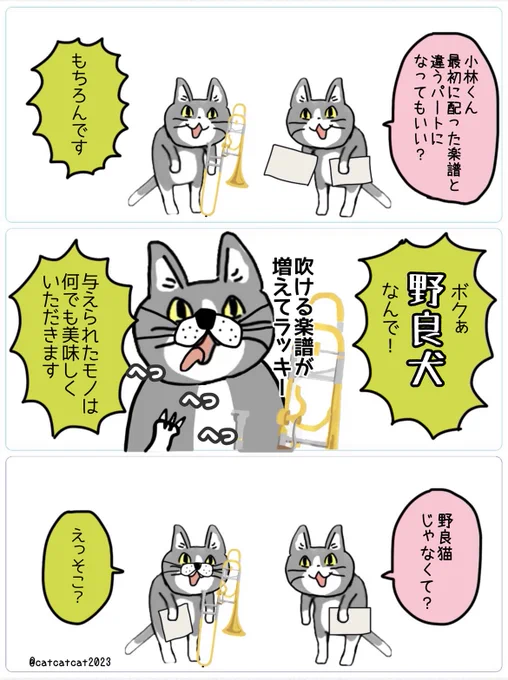 雑食猫・小林。 